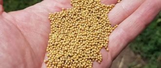 Семяныч качество: стандарты обслуживания, которые формируют устойчивый результат