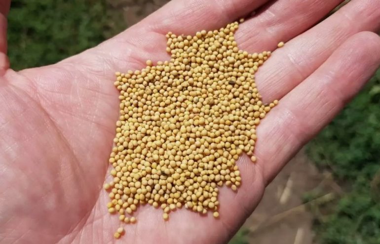 Семяныч качество: стандарты обслуживания, которые формируют устойчивый результат